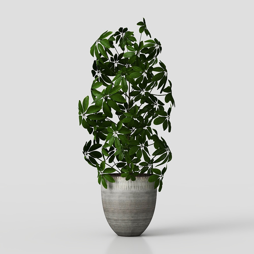 Cây trong chậu và bonsai