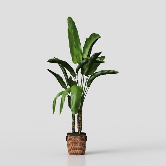 Tropical Plants 3D Model for Designers and Developers