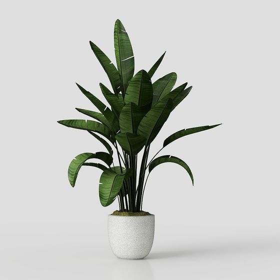 盆栽植物與盆景