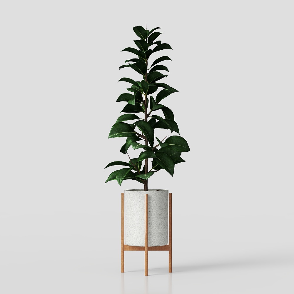 modern potted plants