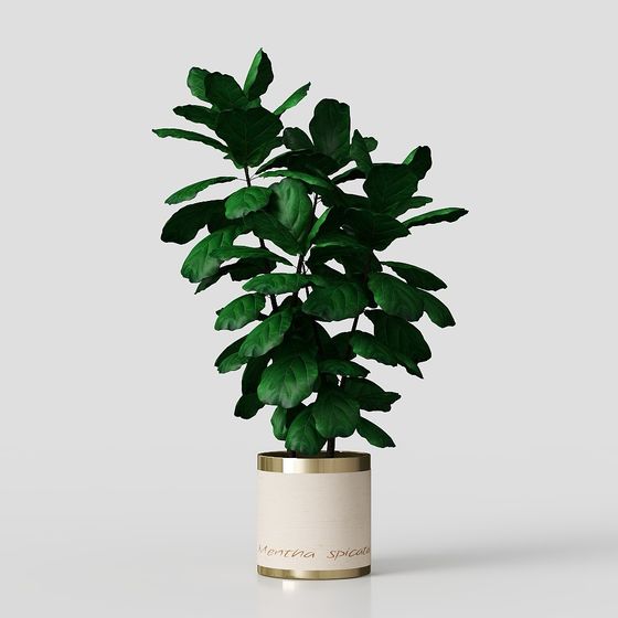 鉢植え植物と盆栽