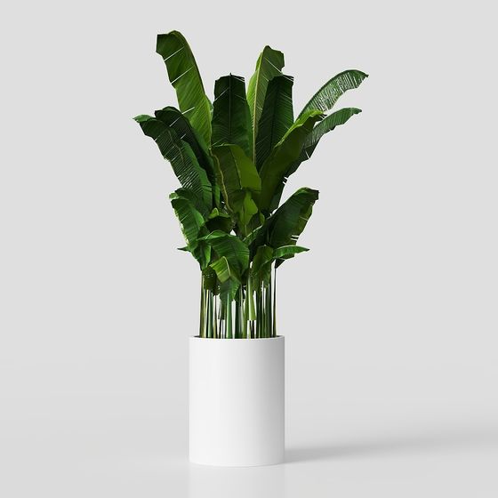 Tropical Style Plant 3D model