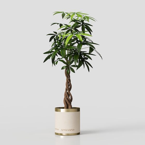 Twisted Potted Plant 3D model