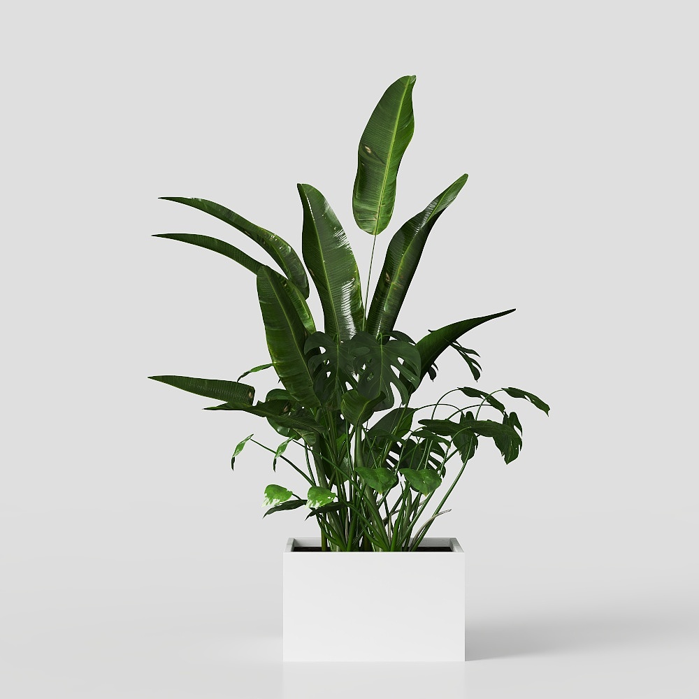 cây bonsai trong chậu