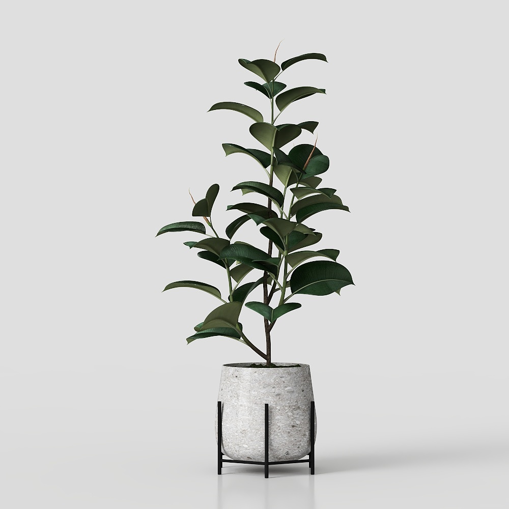 ซานเซอเวเรีย