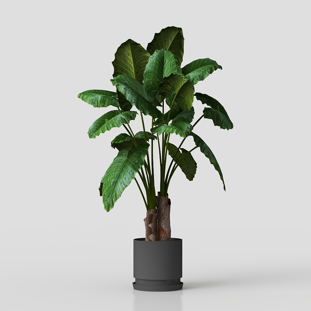 банан путешественника