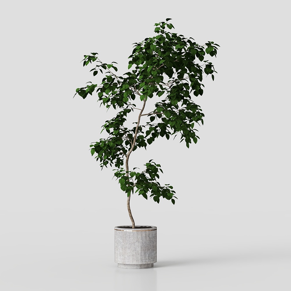 Realistic Indoor Plant 3D Model – Low-Poly Nature Asset