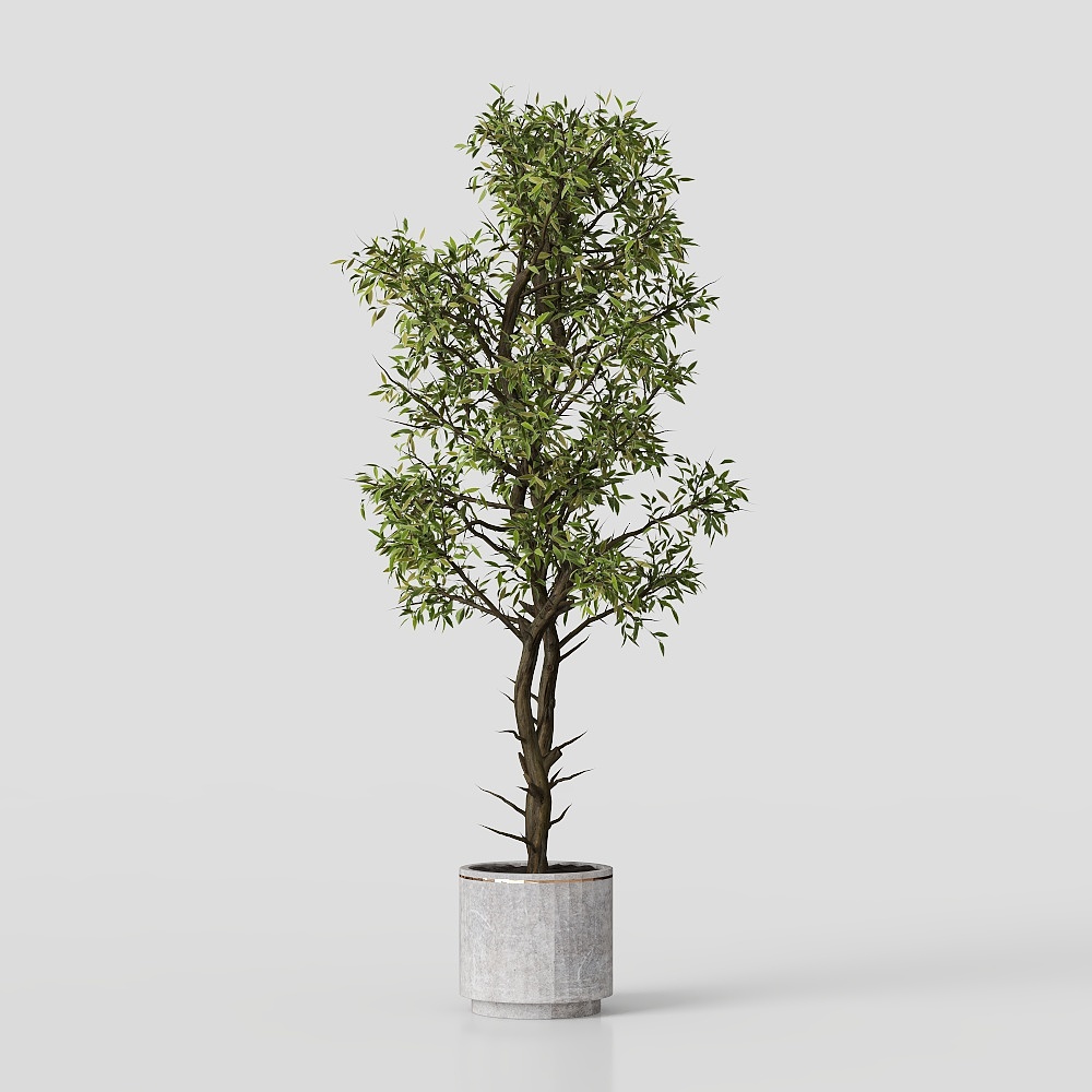 Yunnan pseudounisexual magnolia potted plant