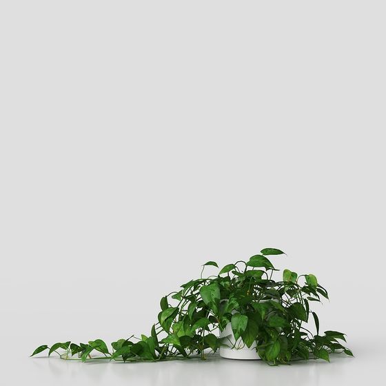 Creeping Green Plant 3D model for Vibrant Interiors