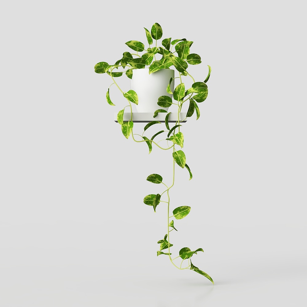 大きな葉の鉢植え