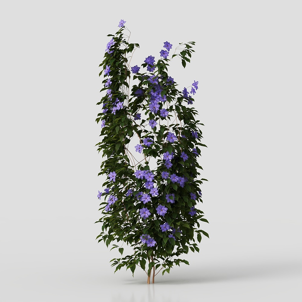 เถาวัลย์ในสวน