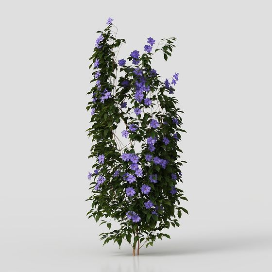 เถาวัลย์ในสวน