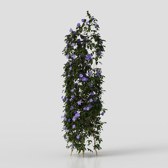 เถาวัลย์ในสวน