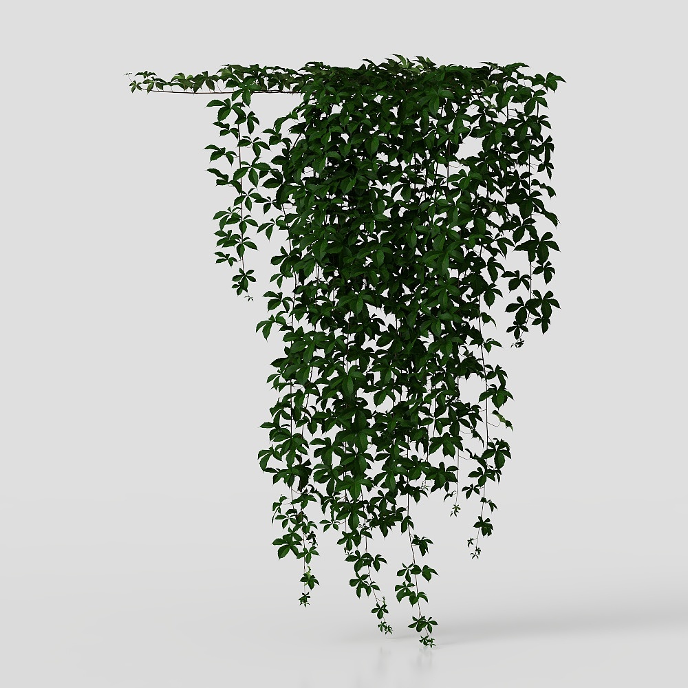 Nghiêng cây leo treo từ trên tường