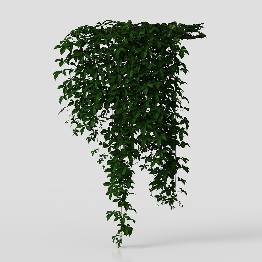 Vignes suspendues au mur