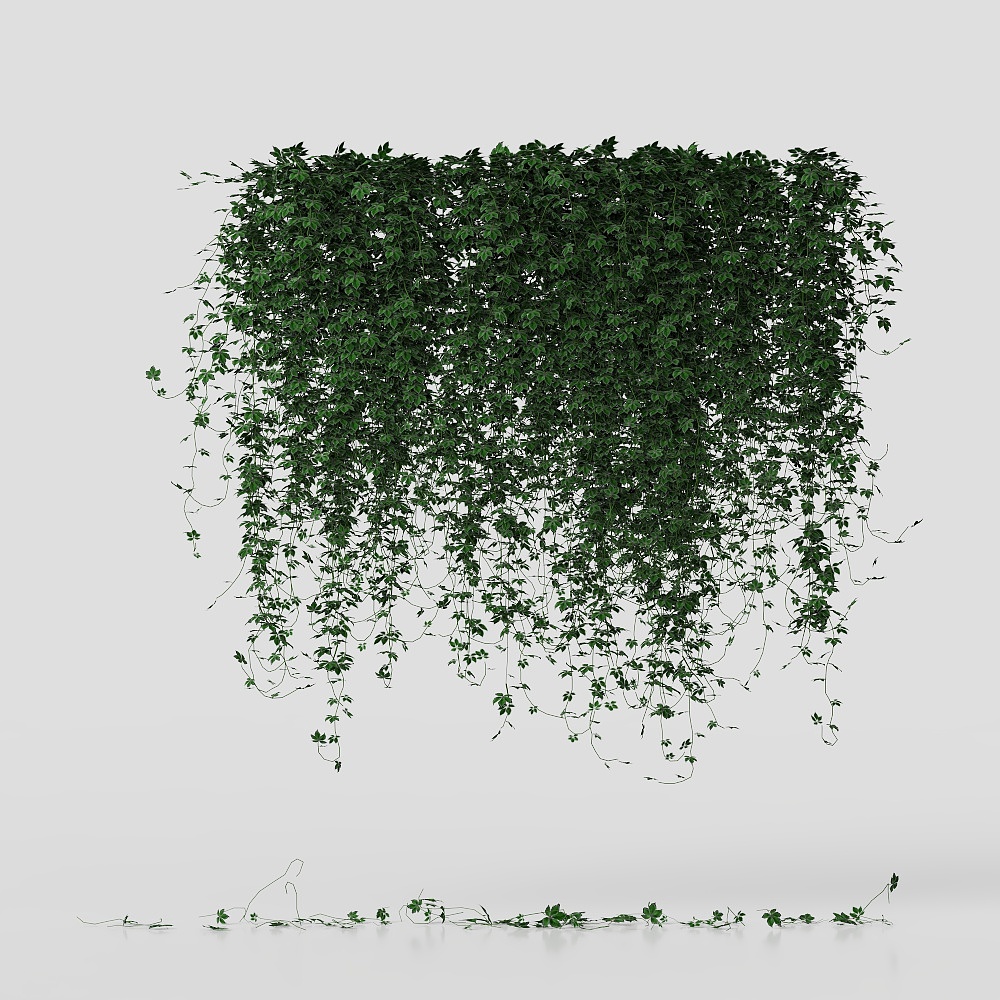 เถาวัลย์ห้อยจากผนัง