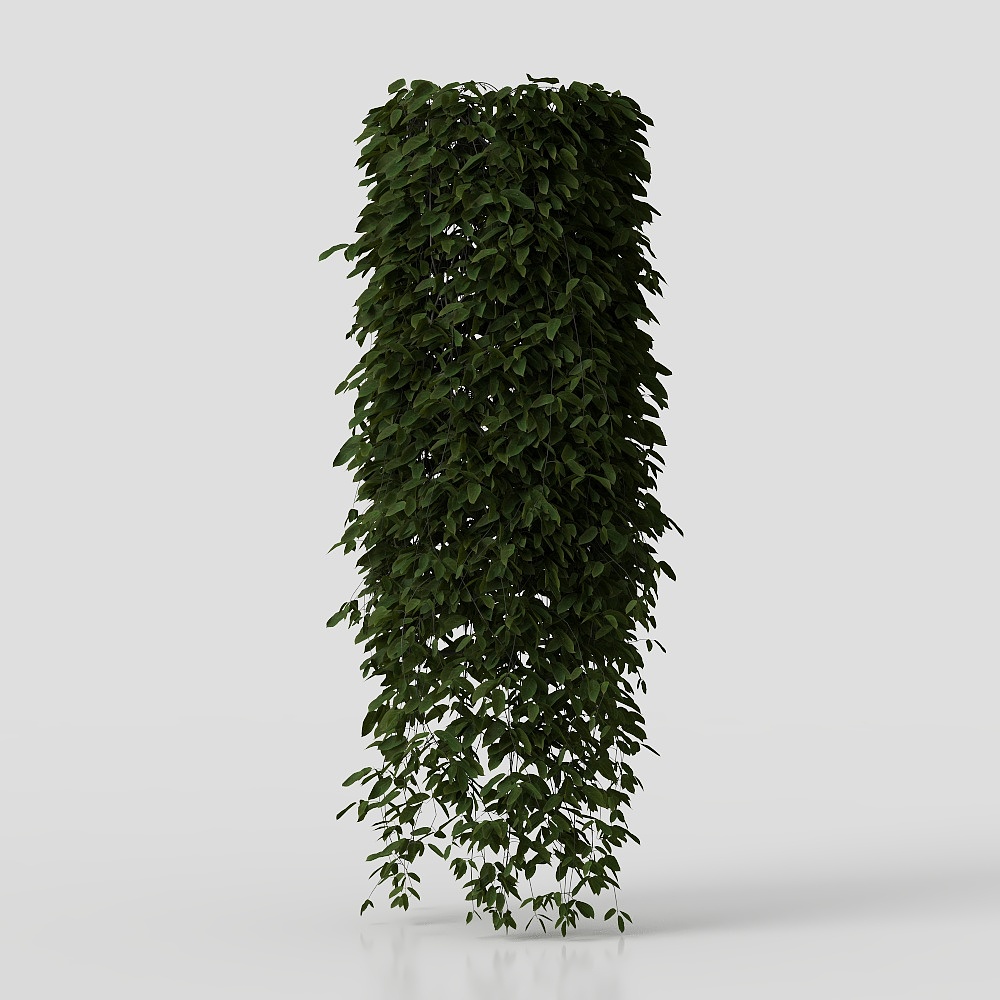 Nghiêng cây leo treo từ trên tường