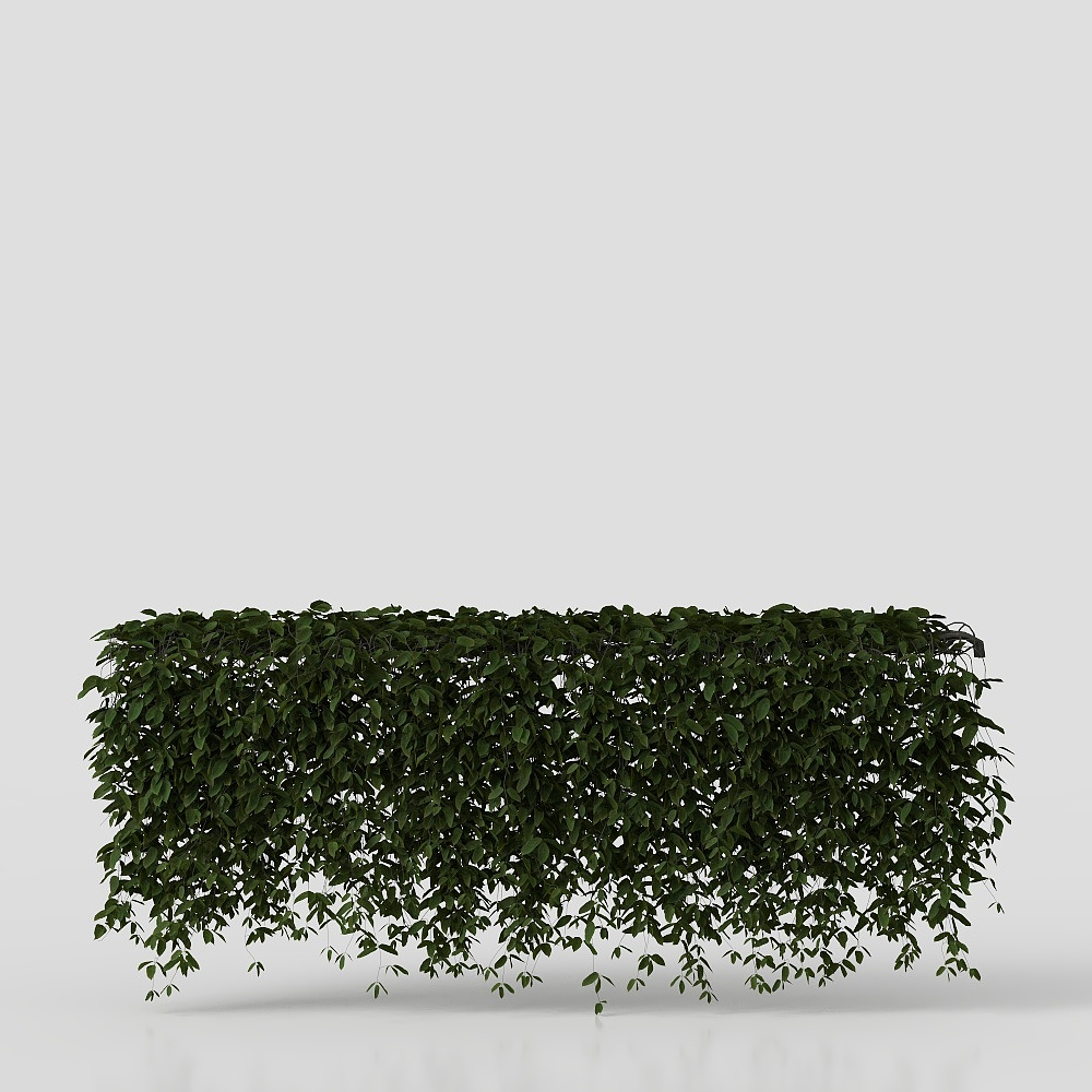 벽에 매달린 덩굴