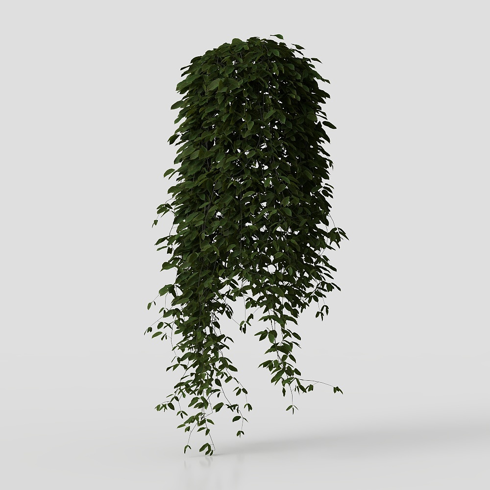 Vines hanging from the wall