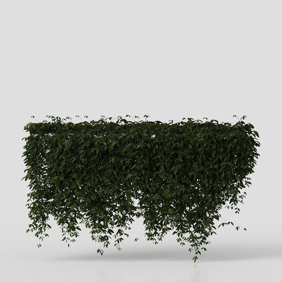 垂掛於牆上的藤蔓