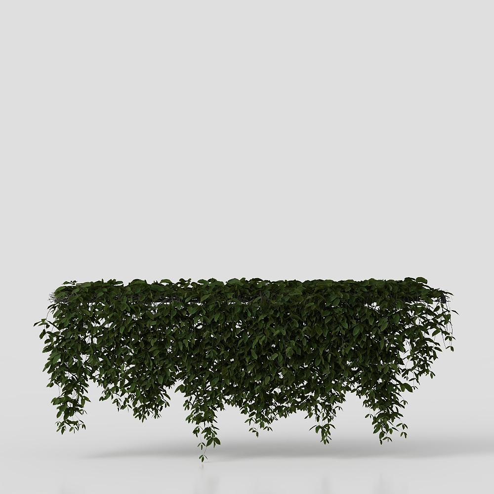 Nghiêng cây leo treo từ trên tường