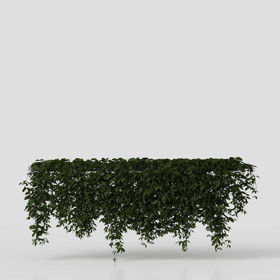 Nghiêng cây leo treo từ trên tường