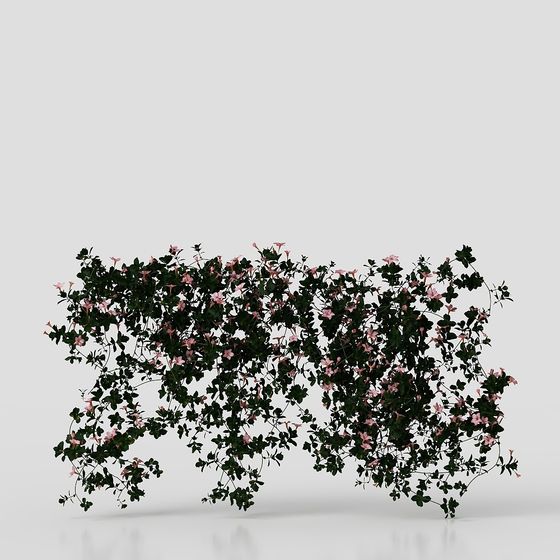 Climbing Flowering Plant 3D model