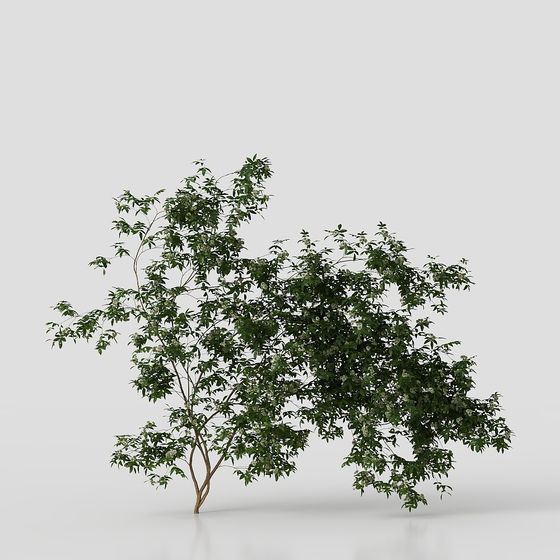 Spring Blooming Tree 3D model