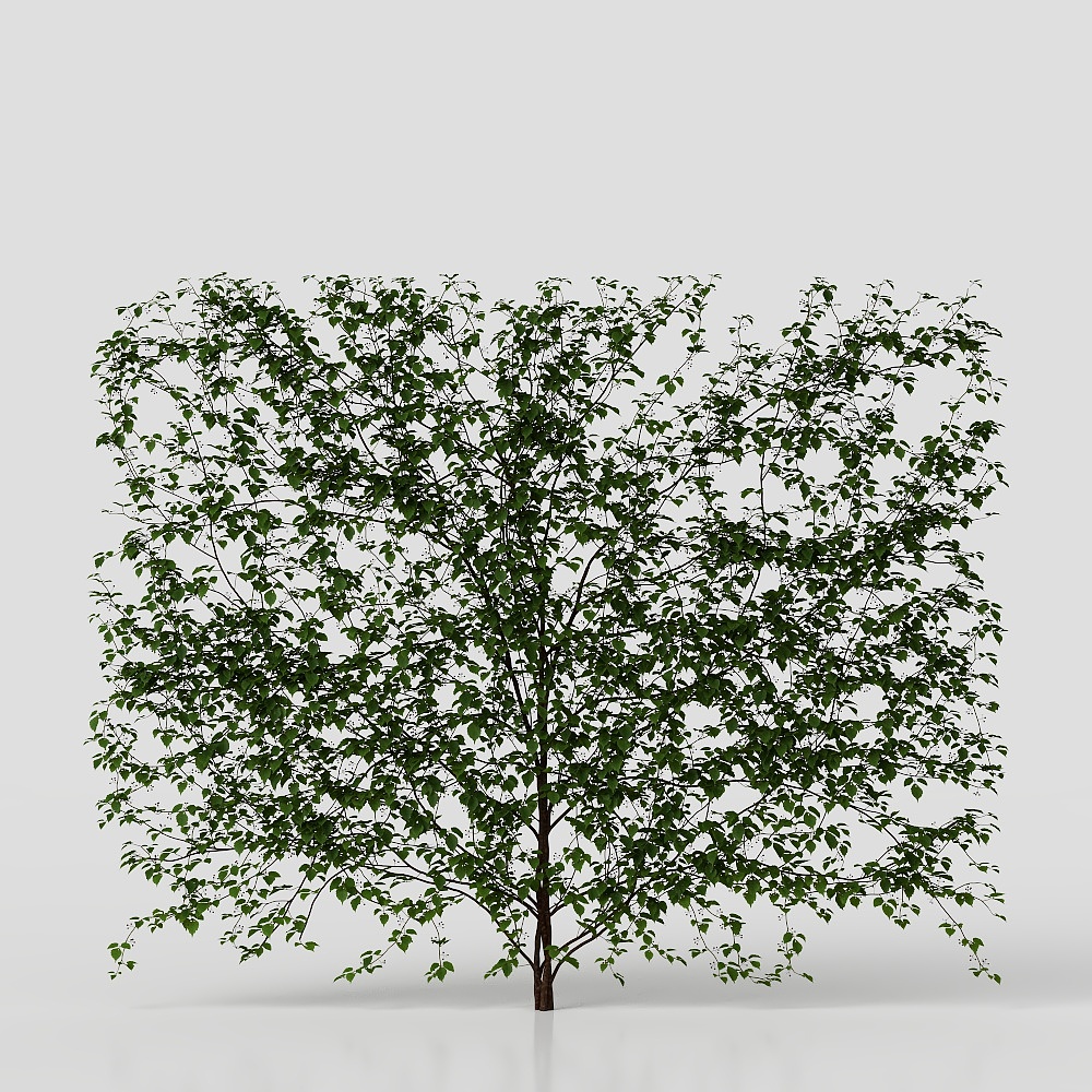 เถาวัลย์