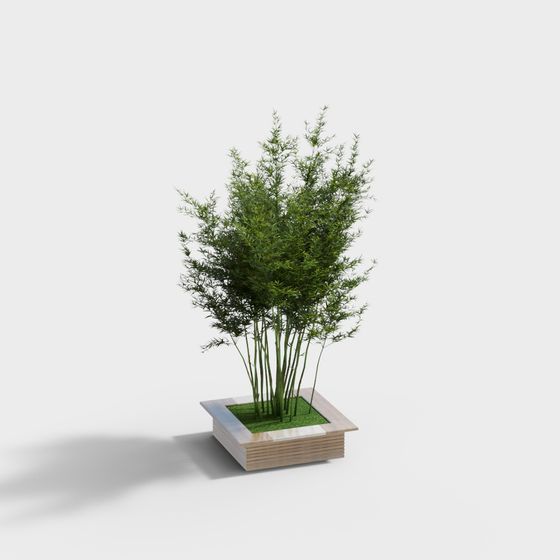 Charming Bamboo Bonsai 3D Model
