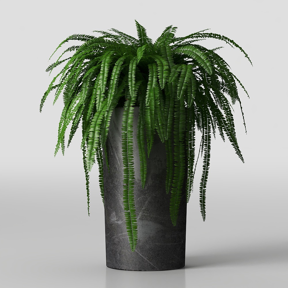 Realistic Fern Potted Plant 3D model