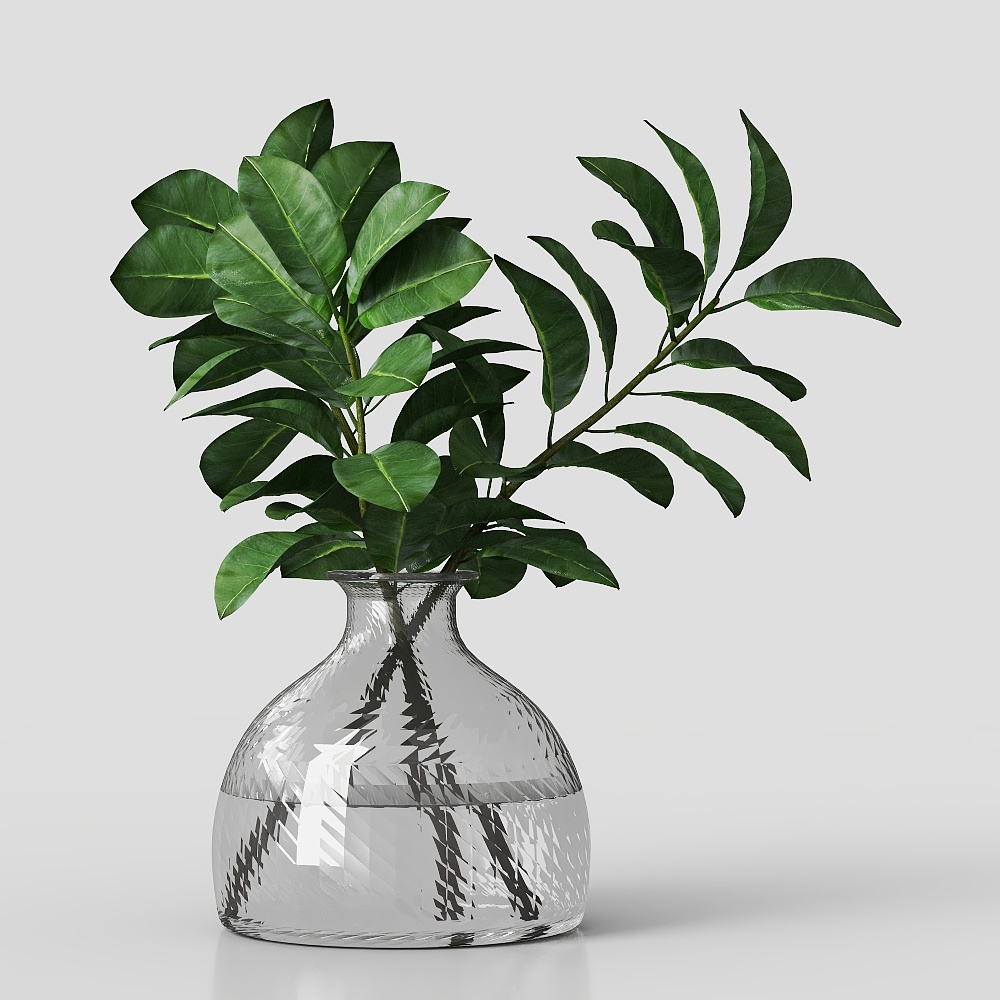 インディアンバニヤン鉢植え