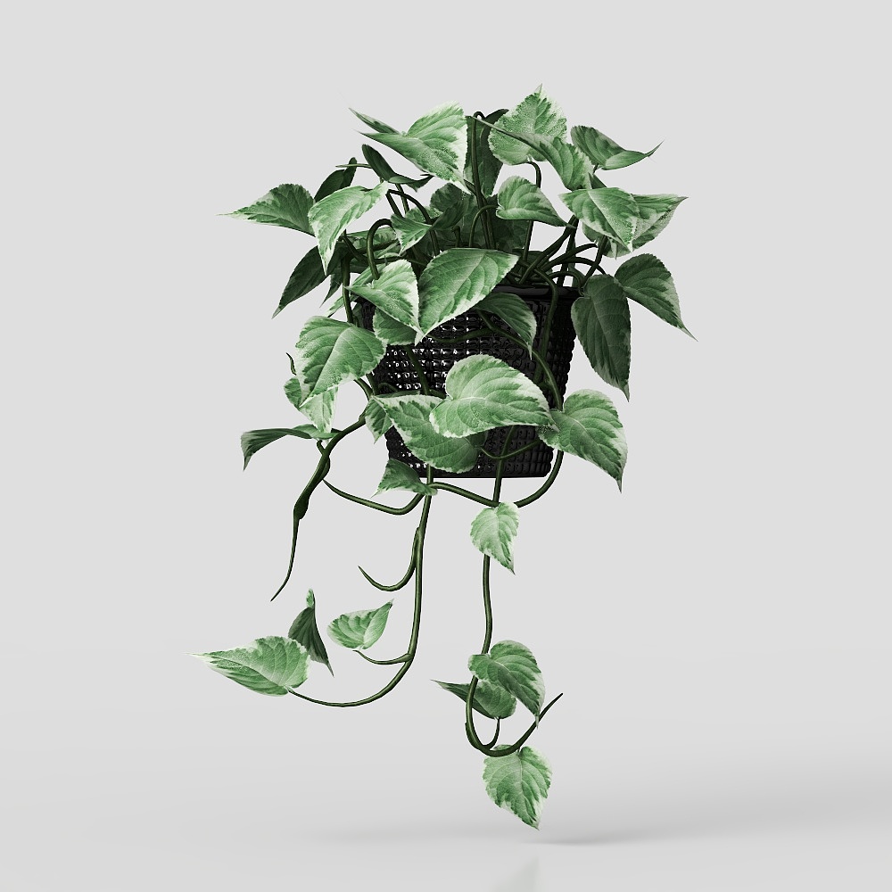 Cây chậu lá lớn