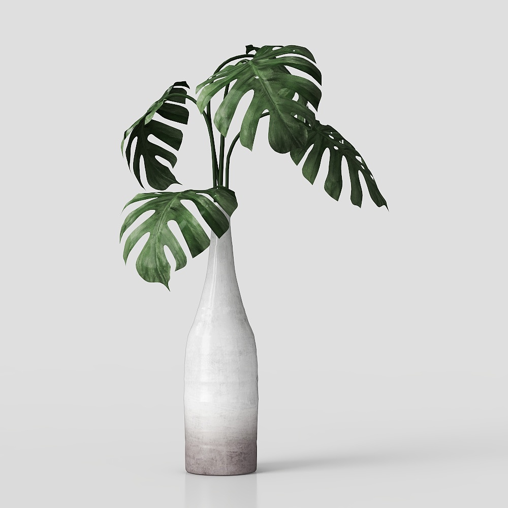 Monstera Topfpflanze