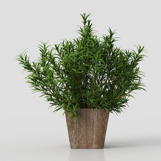 cây hương thảo chậu