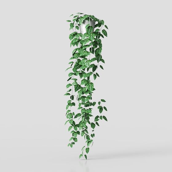 大きな葉の鉢植え