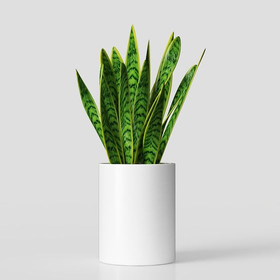 Cây lưỡi hổ trong chậu Phnom Penh