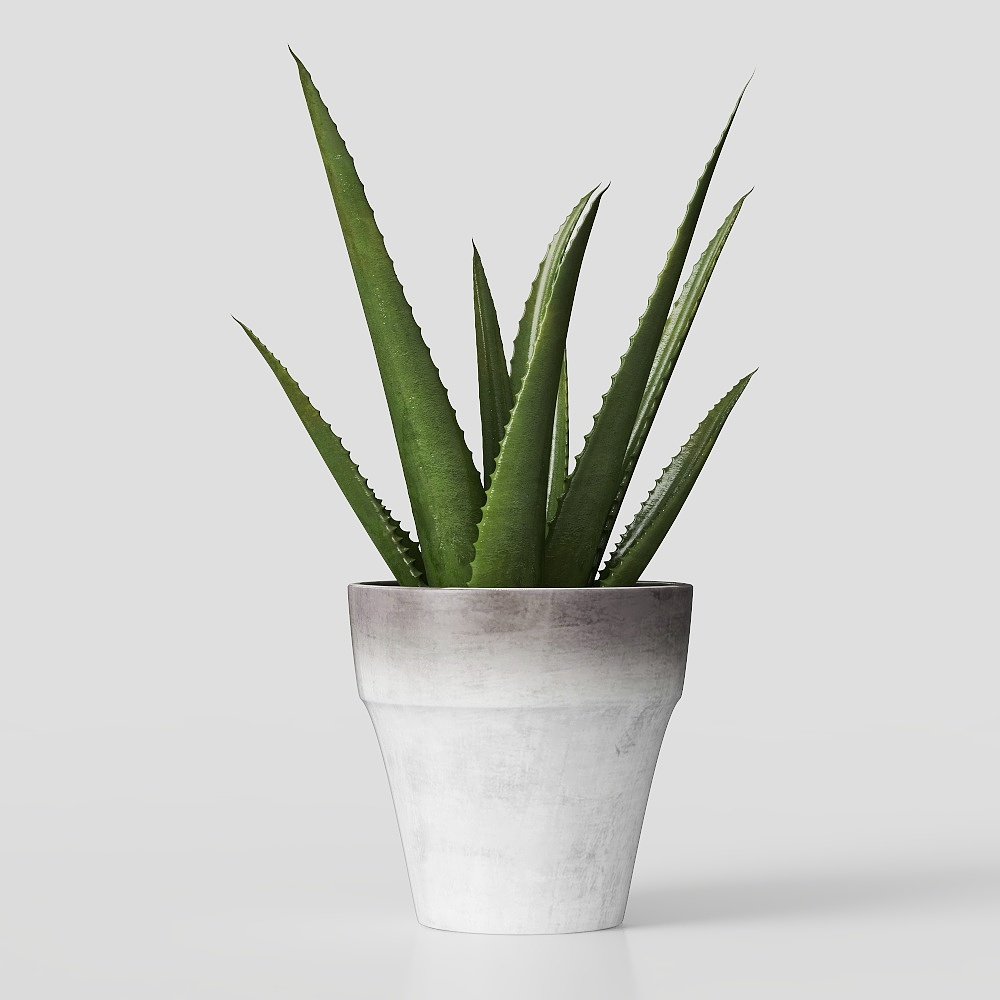 Desert Oasis Aloe Plant 3D Model