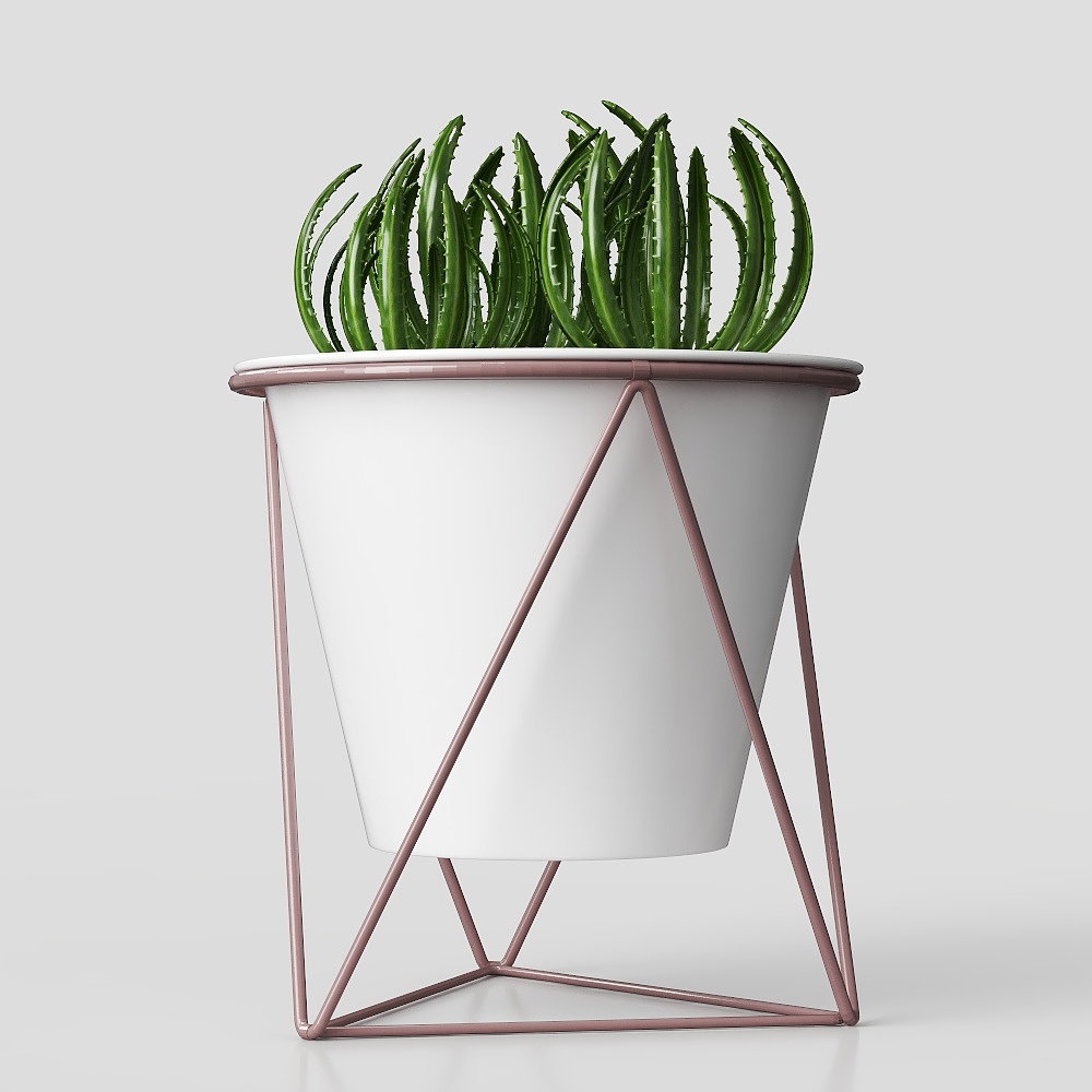 Fine aloe vera potted plant