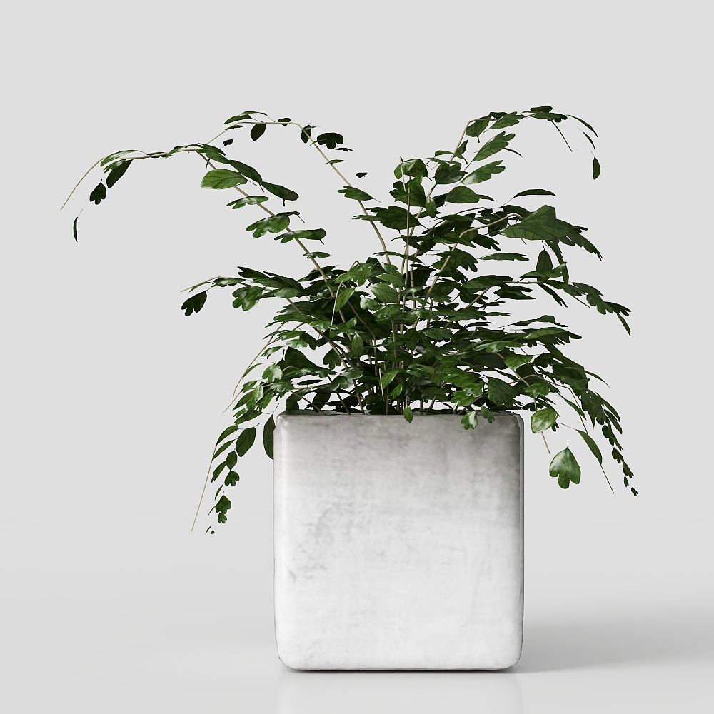 マデンヘアシダの鉢植え