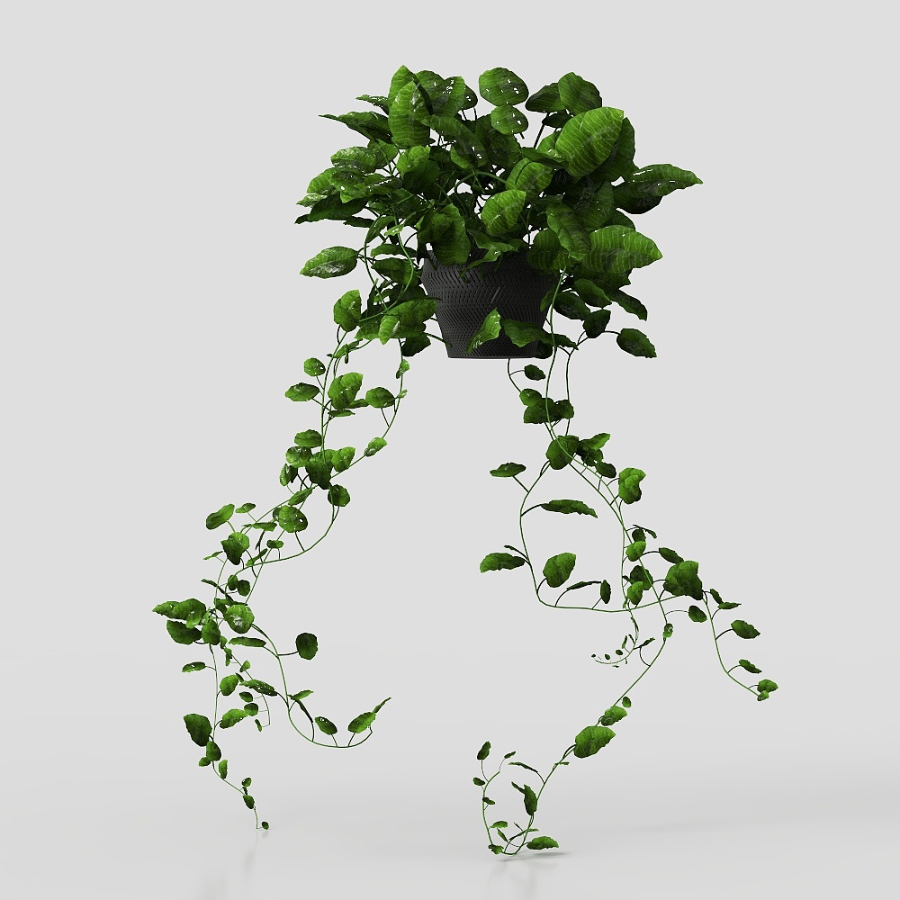 พืชในกระถางใบใหญ่