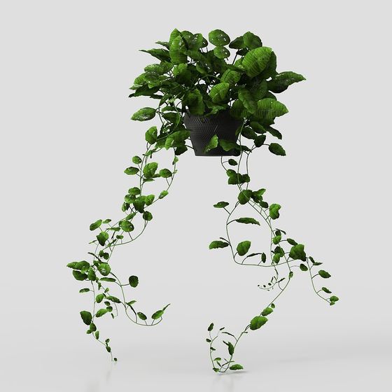 พืชในกระถางใบใหญ่