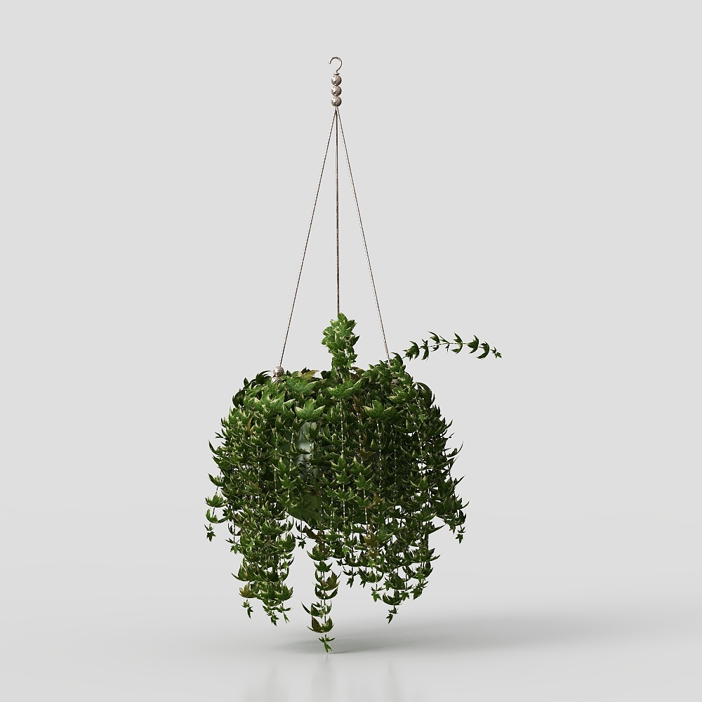 Plante en pot suspendue lierre