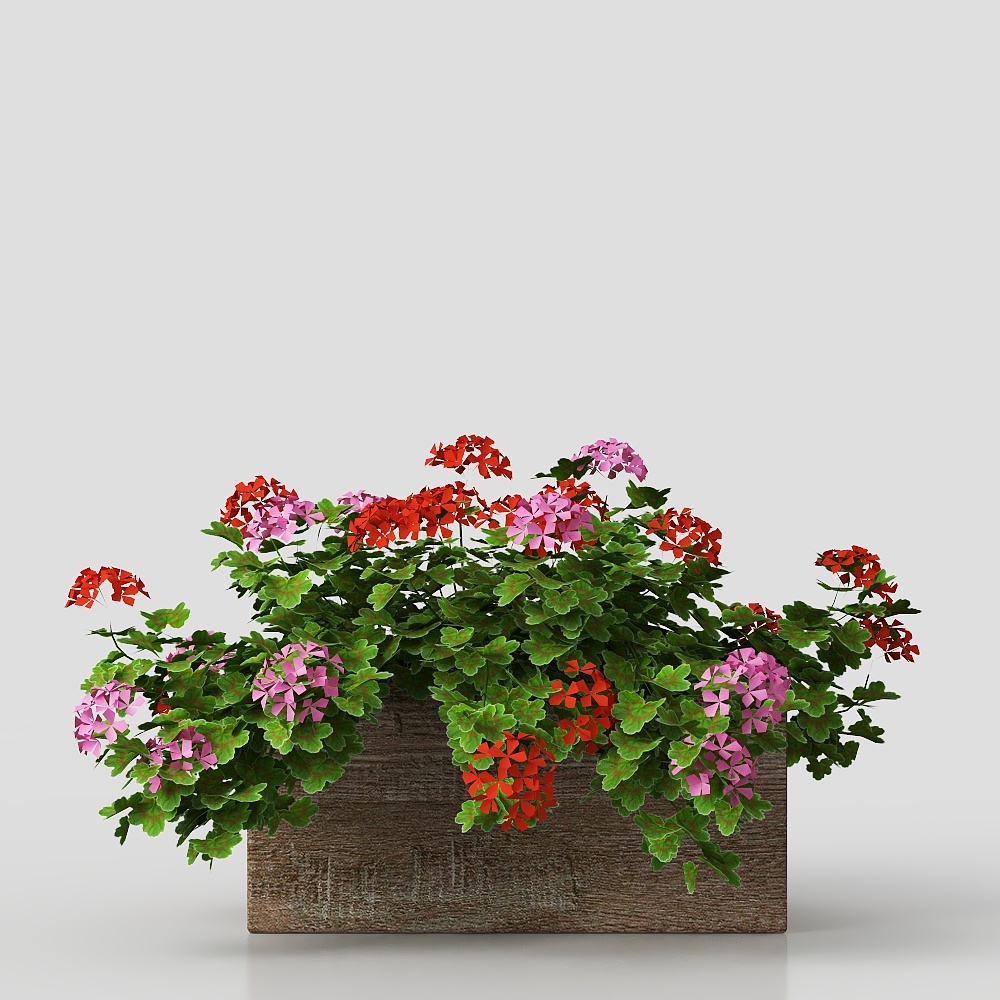 Cây xanh trang trí đẹp