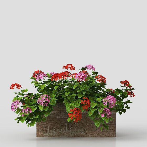 Cây xanh trang trí đẹp