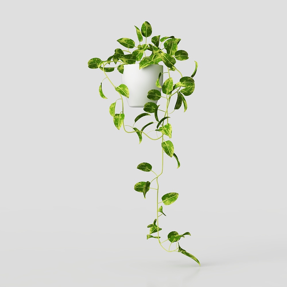 Large leaf potted potted plant