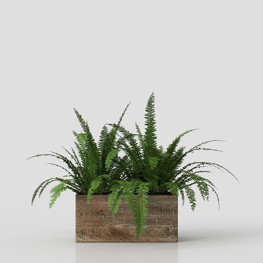 Realistic Fern Plant in Pot 3D model