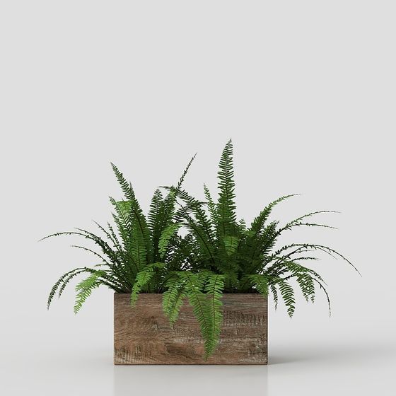 Realistic Fern Plant in Pot 3D model