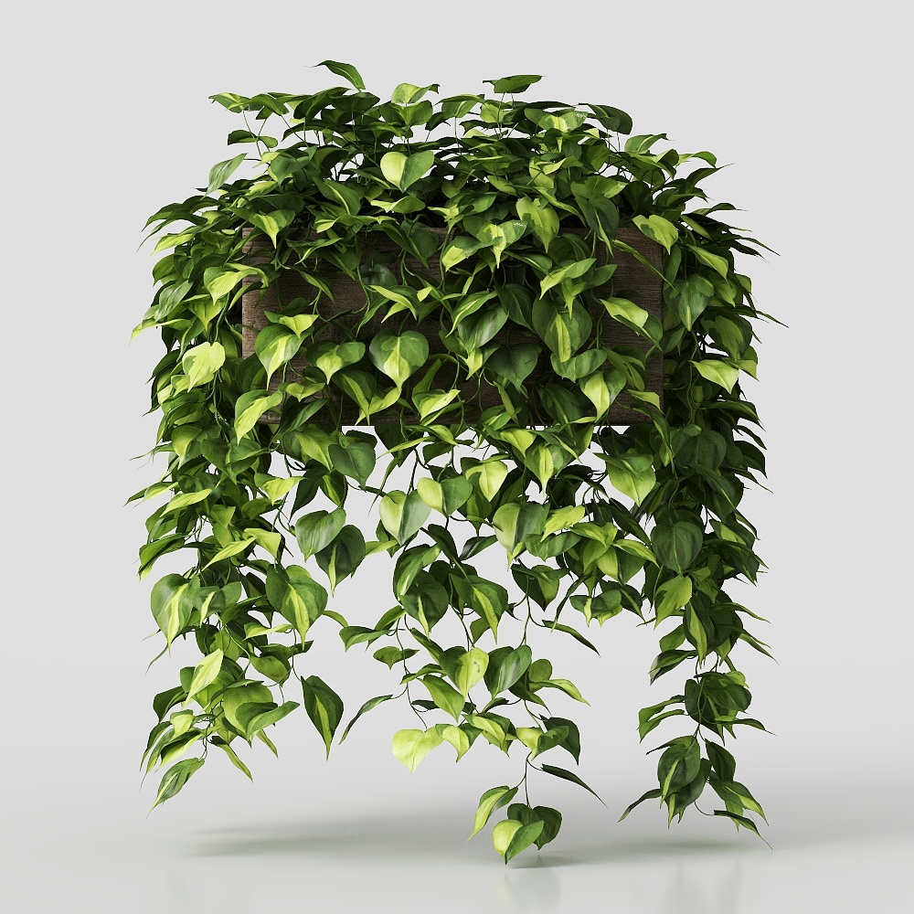 Large leaf potted potted plant