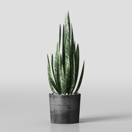 Vibrant Sansevieria 3D Model Design